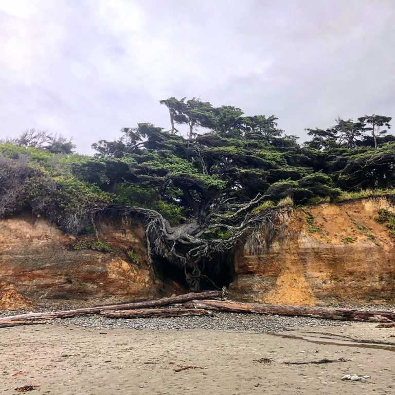 Tree of Life | Olympic National Park | Forks, Washington, USA Tree of Life | Olympic National Park | Forks, Washington, USA