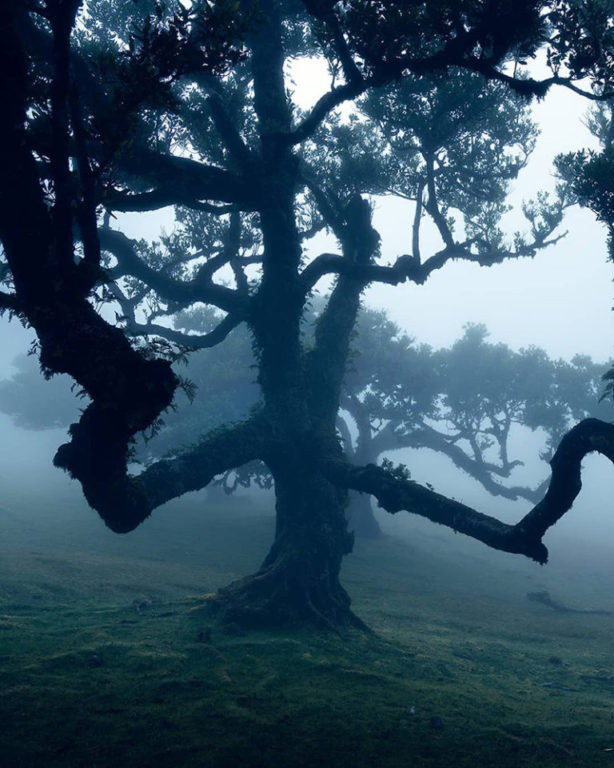Laurel Tree | Posto Florestal Fanal | Madeira Island, Portugal