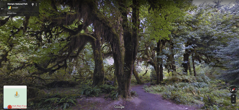 Hall of Moss | Hoh National Rainforest | Olympic National Park, Washington, USA - Google Earth